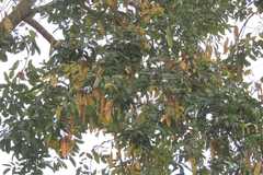 Albizia lucidior